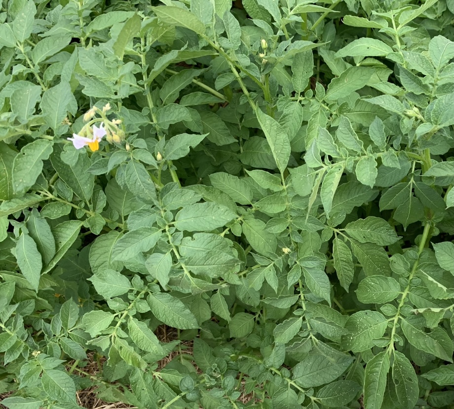 Potato plants flowering