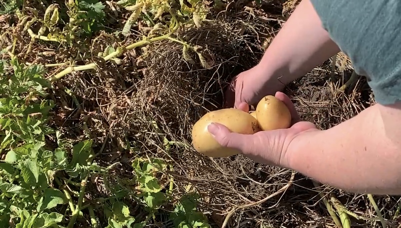 woman harvesting potatoes from garden