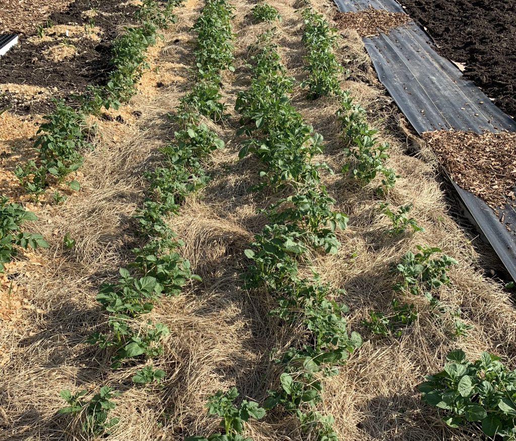 Rows of potatoes in a garden