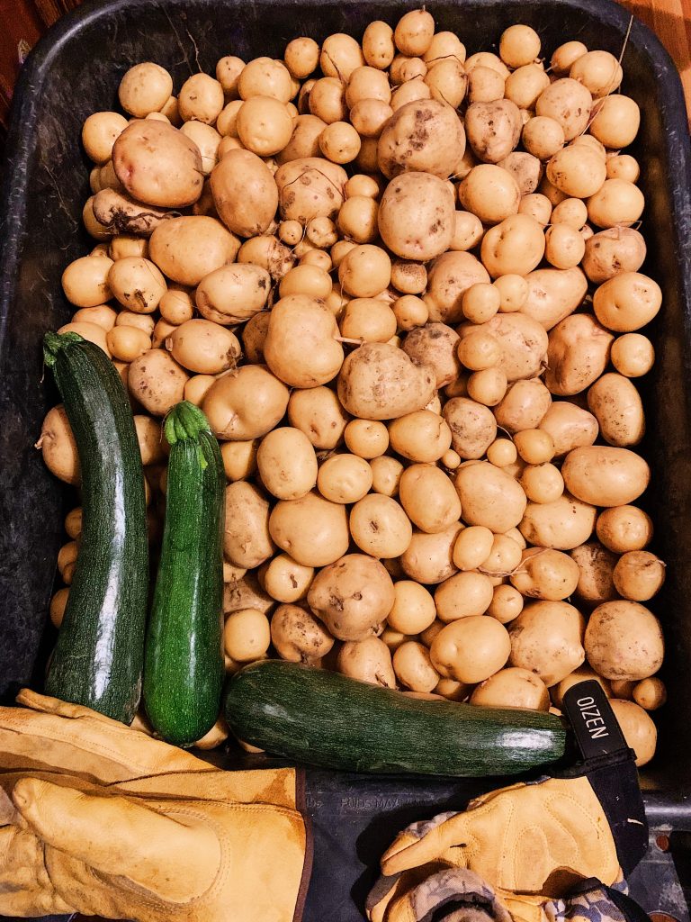 wheelbarrow of potatoes with gloves and zucchini
